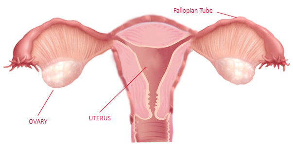 Ovarian cyst: Video, Anatomy, Definition & Function